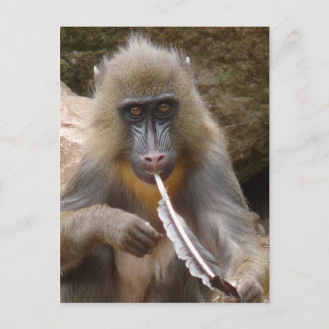 Carte Postale Tuyau de paix (Devant)