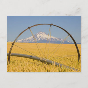 Carte Postale Tuyau d'irrigation en champ