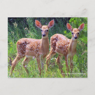 Carte Postale Twin Fawns in the Hawkweed, cerf blanc Postcar