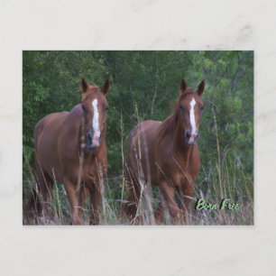 Carte Postale Twin Horses - Born Free