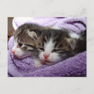 carte postale twin kittens