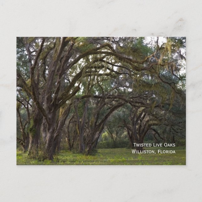 Carte postale Twisted Live Oaks (Devant)