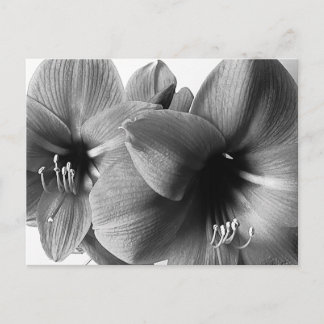 Carte Postale Two Amaryllis Flowers Photo Greeting