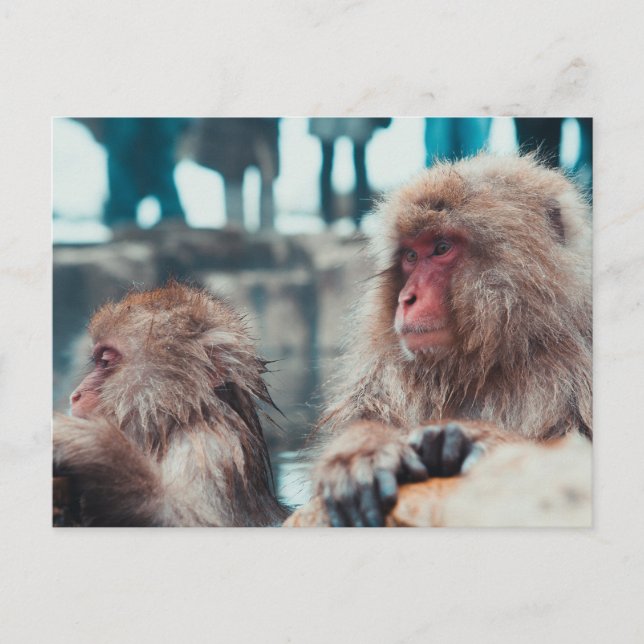 Carte Postale Two Snow Monkeys in Nagano, Japan (Devant)