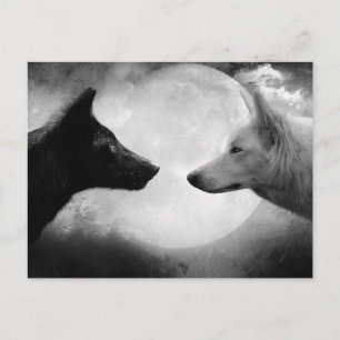Carte Postale Two wolves facing each other