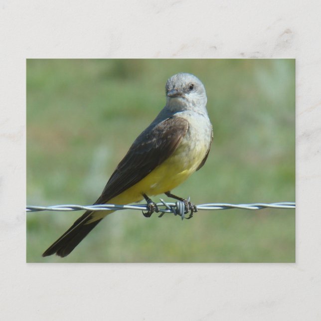 Carte Postale Tyran à bec épais B32 (Devant)