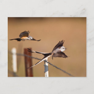 Carte Postale Tyrannus forficatus