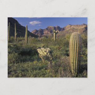 Carte Postale U.S.A., Arizona, Organ Pipe National Monument.
