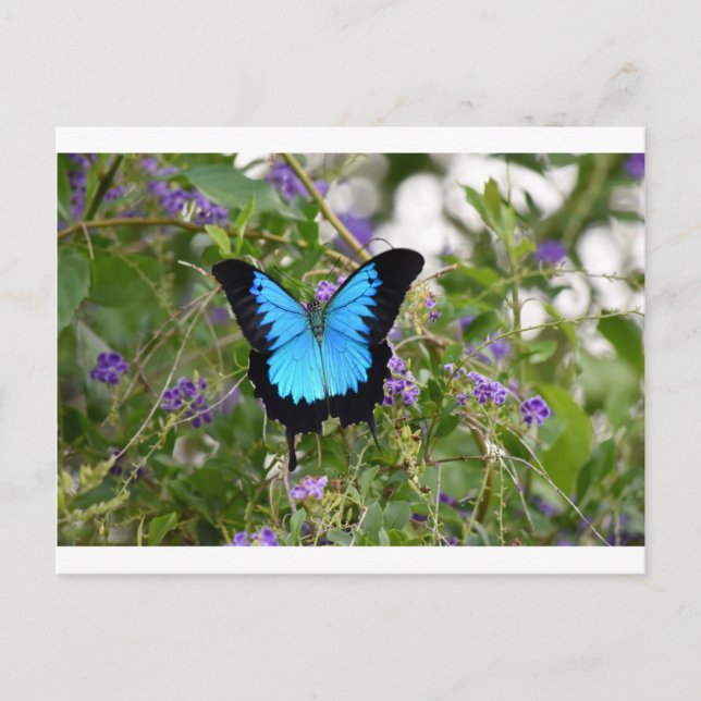 CARTE POSTALE ULYSSES BUTTERFKY RURAL QUEENSLAND AUSTRALIE (Devant)