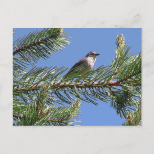 Carte Postale Umatilla Forêt nationale Faune Oiseaux Aves Animau