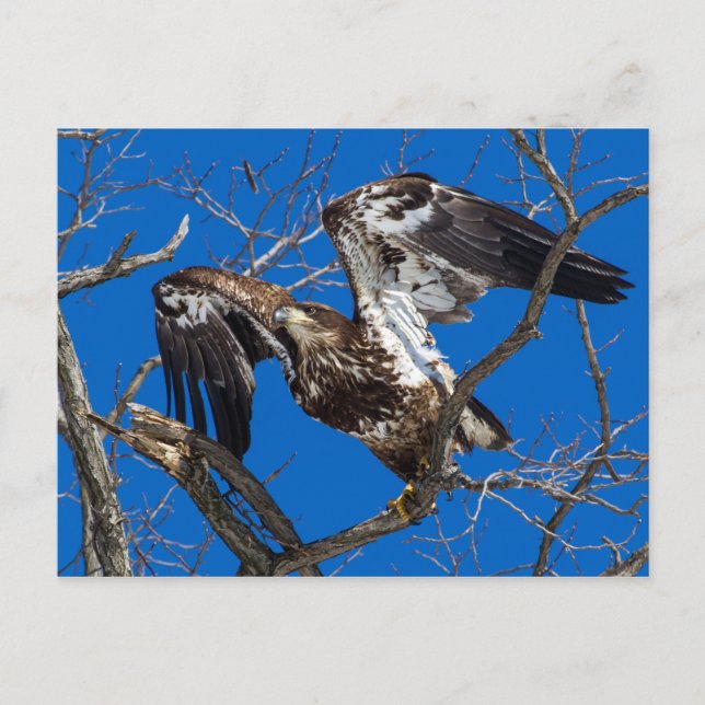 Carte Postale Un Aigle À Balles Jeunes Saut En Vol (Devant)