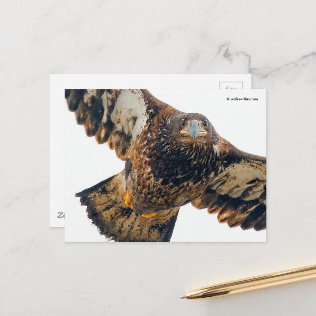 Carte Postale Un aigle à tête blanche étonnant fait un survol (Devant/Arrière en situation)