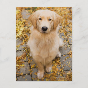 Carte Postale Un an Golden Retriever, portrait