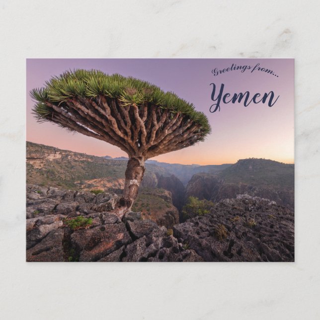 Carte Postale Un arbre à sang de dragon à Socotra Yemen (Devant)