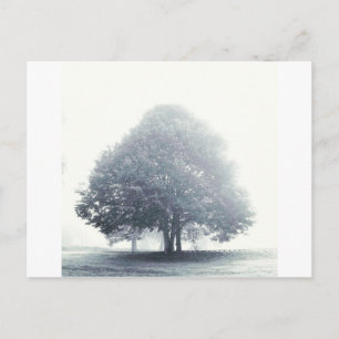 Carte Postale Un arbre dans le brouillard