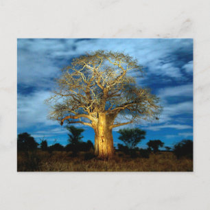 Carte Postale Un Arbre Du Baobab (Adansonia) Éclairé Au Bord De 