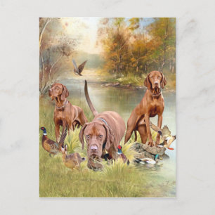 Carte Postale Un aristocrate polyvalent dans la Vizsla hongroise
