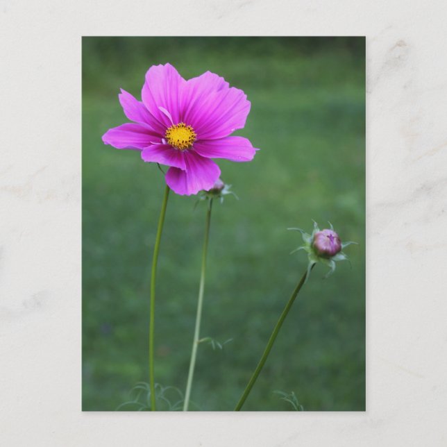 Carte Postale Un aster mexicain (Devant)