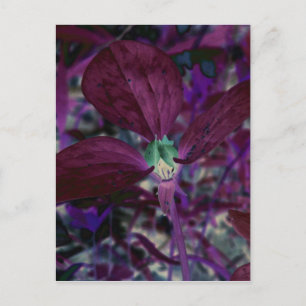 Carte Postale Un autre trillium