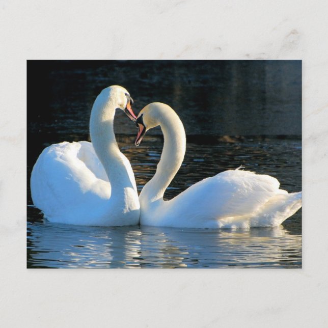 Carte Postale Un baiser du coeur du cygne, réflexions sur l'amou (Devant)