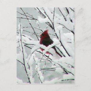 Carte Postale Un Beau Cardinal Rouge Dans Les Arbustes Couverts 