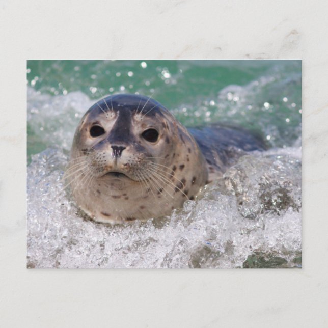 Carte Postale Un bébé phoque surfant (Devant)