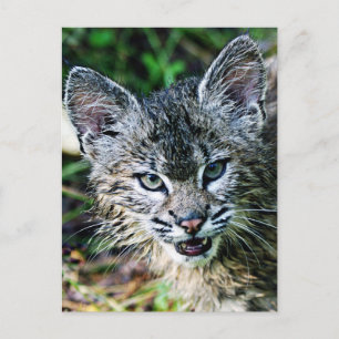 Carte Postale Un Bobcat Kitten souriant