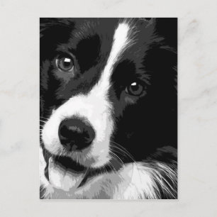 Carte Postale Un Border collie noir et blanc