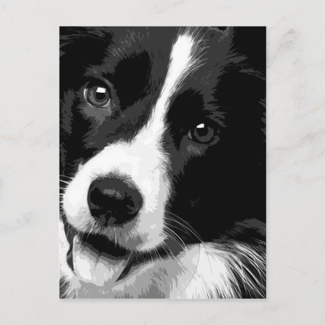 Carte Postale Un Border collie noir et blanc (Devant)