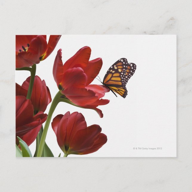 Carte Postale un bouquet de tulipes rouges est visité par un mon (Devant)