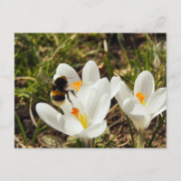 Un bourdon volant vers une fleur de crocus