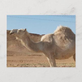 Carte Postale Un chameau
