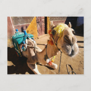 Carte Postale Un chameau amical attend son prochain cavalier, Le