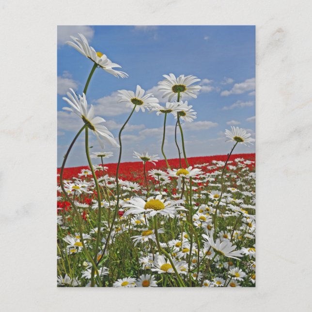 Carte Postale Un champ agricole de marguerites blanches aux yeux (Devant)