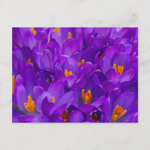 Carte Postale Un champ de crocus violets