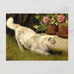 Carte Postale Un chat perse blanc regarde une coccinelle