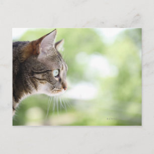 Carte Postale Un chat tabby adulte regardant par la fenêtre