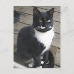 Carte Postale Un chat Tuxedo