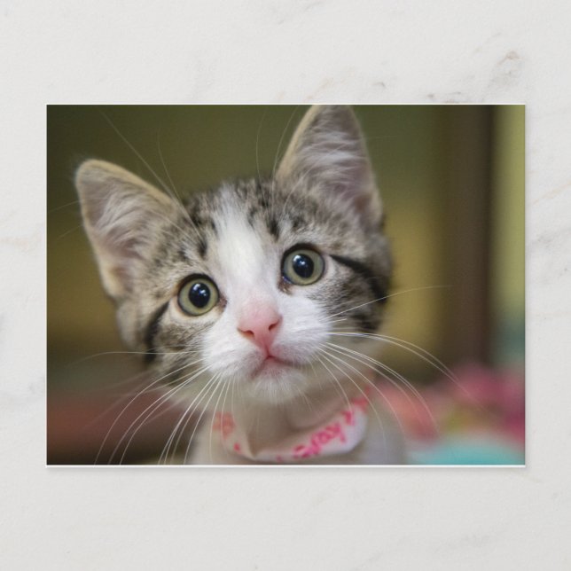 Carte Postale Un chaton mignon aux yeux verts (Devant)