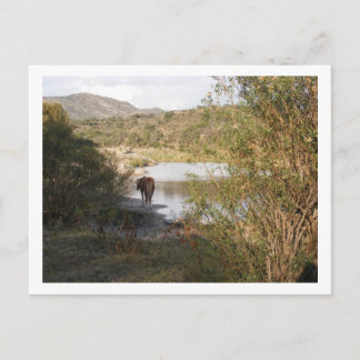 Carte Postale un cheval