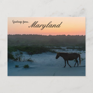 Carte Postale Un cheval au coucher du soleil sur Assateague Isla