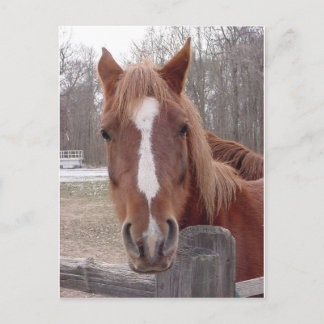 Carte Postale Un Cheval Bien Sûr