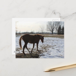 Carte Postale Un cheval en hiver