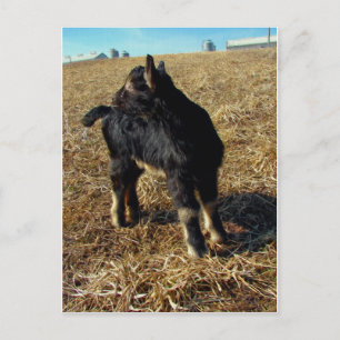 Carte Postale Un chevreau Dobie