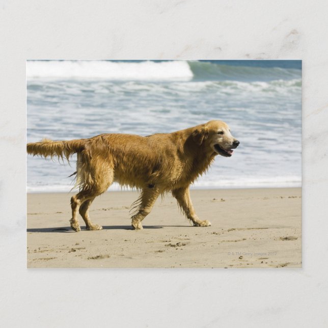 Carte Postale Un chien mouillé à la plage. (Devant)