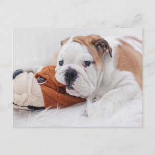 Carte Postale Un Chiot-Chien Anglais Qui Joue Avec Un Chien-Ciel
