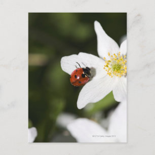 Carte Postale Un coccinelle sur l'anémone du bois Stockholm Suèd