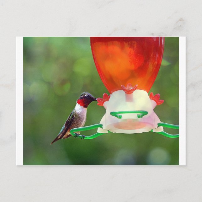 Carte Postale Un colibri à gorge rubis (Devant)