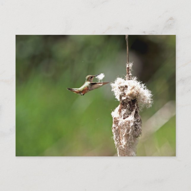Carte Postale Un colibri construit un nid (Devant)