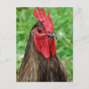 Carte Postale Un coq bleu
